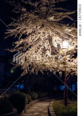 夜桜 18759833