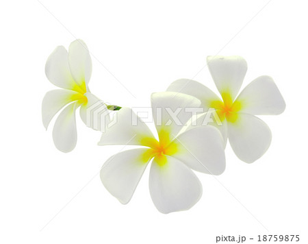 Tropical flowers frangipani 18759875