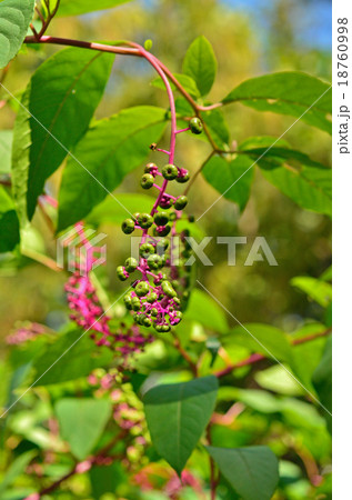 植物：ヨウシュヤマゴボウ　ヤマゴボウ科 18760998