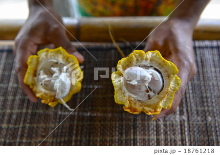 Farmer holding a freshly opened cacao fruit, showi 18761218
