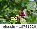The branch with fresh coffee with beans, farm 18761220