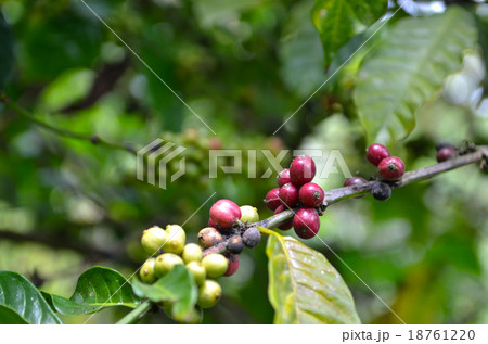 The branch with fresh coffee with beans, farm 18761220