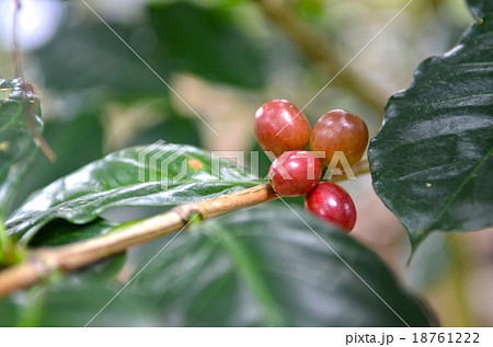 The branch with fresh coffee with beans, farm The branch with fresh coffee with beans, farm 18761222