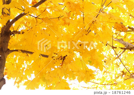 美しいカジカエデの黄葉 18761246