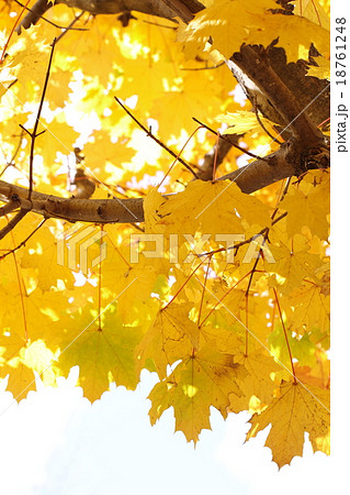 美しいカジカエデの黄葉 18761248