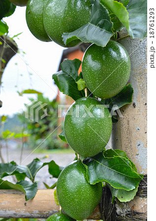 Marquisa Telur Kodok passion fruit still green 18761293