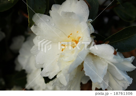 白い山茶花 18761306
