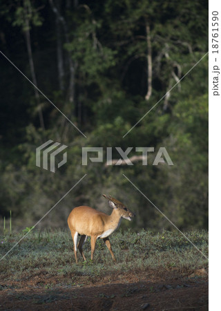 the barking deer in Khao Yai National Park the barking deer in Khao Yai National Park 18761590