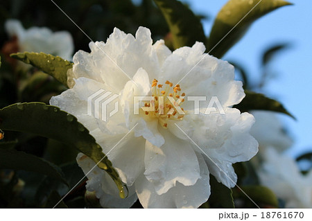 白い山茶花 白い山茶花 18761670