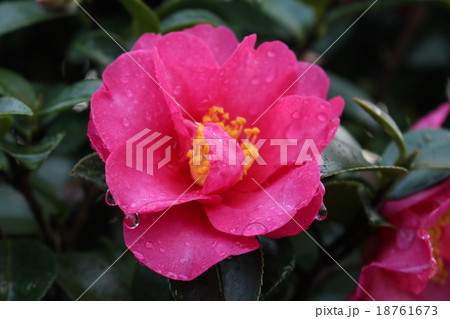 赤い山茶花 赤い山茶花 18761673