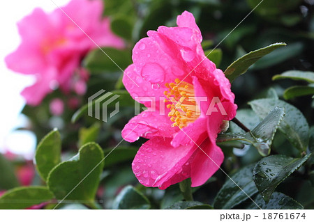 赤い山茶花 赤い山茶花 18761674