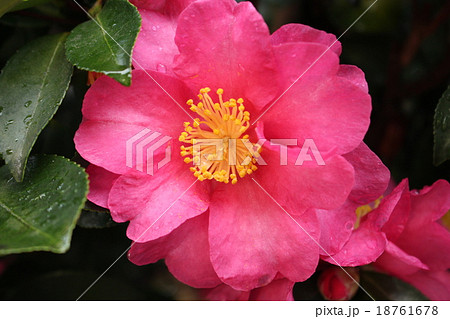 赤い山茶花 18761678