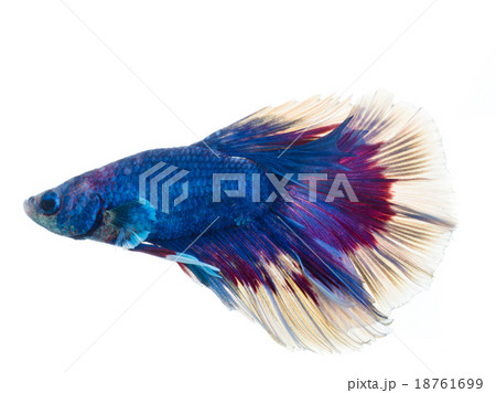 Thai siamese fighting fish isolated on white 18761699