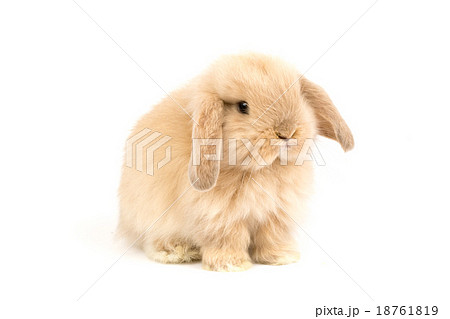 Baby Holland lop rabbit - Isolated on white Baby Holland lop rabbit - Isolated on white 18761819
