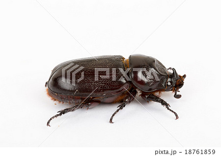 Live dung beetle isolated on white background 18761859