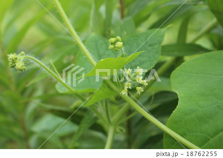 荒地瓜の花 荒地瓜の花 18762255
