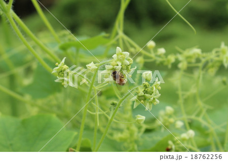 荒地瓜の花 荒地瓜の花 18762256