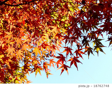 光輝く紅葉 光輝く紅葉 18762748