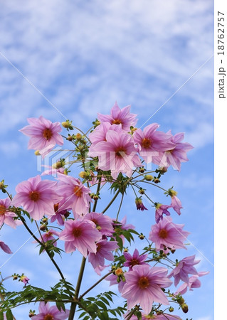 花 コウテイダリア 青空 花 コウテイダリア 青空 18762757