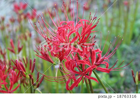 彼岸花 18763316