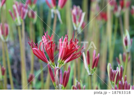 彼岸花のつぼみ 18763318