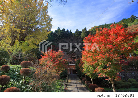 吉祥寺紅葉 吉祥寺紅葉 18763691