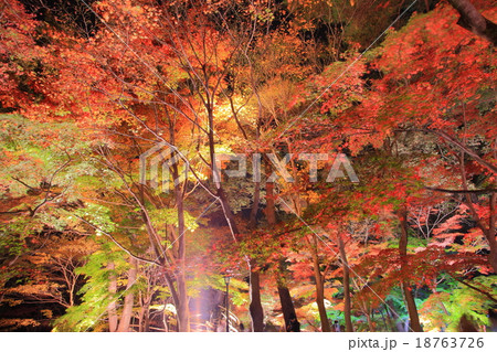 武蔵丘陵森林公園 紅葉見ナイトの写真素材