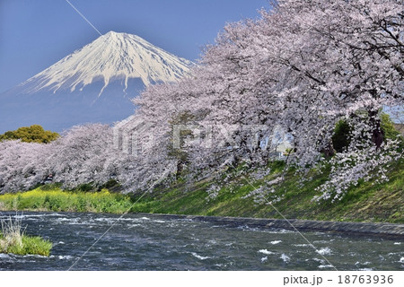 富士山と桜と川の写真素材