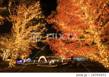 武蔵丘陵森林公園 紅葉見ナイトの写真素材