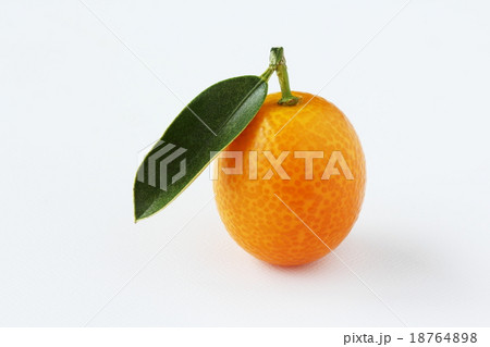 キンカン 18764898