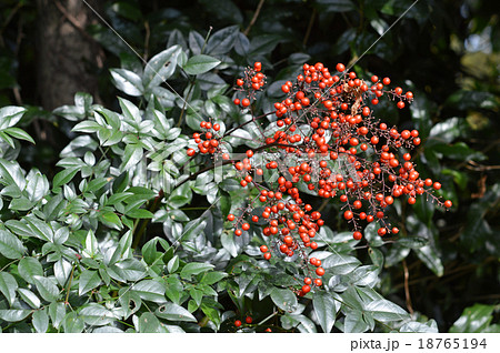 ナンテン（南天） 18765194