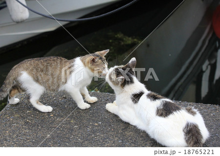 猫の親子 挨拶のキス 漁港に住む地域猫 猫の親子 挨拶のキス 漁港に住む地域猫 18765221