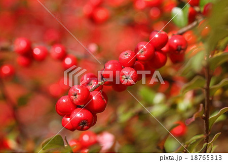 可憐なピラカンサの実 18765313