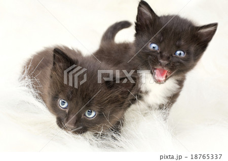 fluffy little kitten fluffy little kitten 18765337