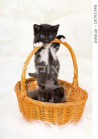 two fluffy little kittens 18765346
