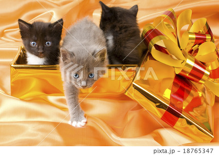 fluffy little kittens 18765347