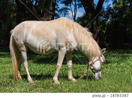 White horse eating grass White horse eating grass 18765387