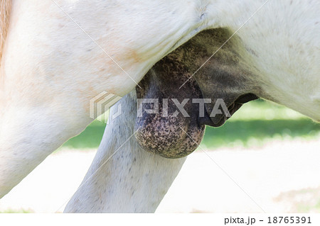 Testicle of white horse 18765391