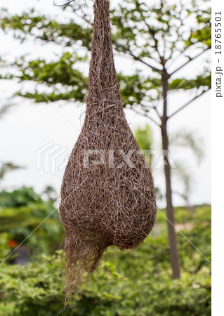 Weaverbird nest at a branch of the tree 18765501