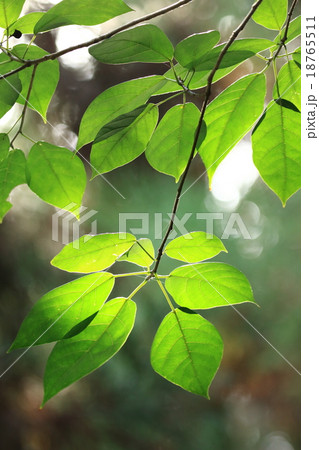 自然　植物　イヌビワ、西日本に分布しており落葉することで温帯に適応したそうです 18765511