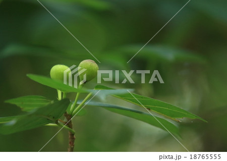 自然　植物　イヌビワ、役に立たないような名前ですが雌株の果嚢は甘くておいしいそうです 18765555