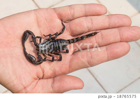 black scorpion on hand 18765575