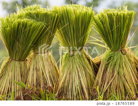 Rice seedlings prepared for planting season 18765589