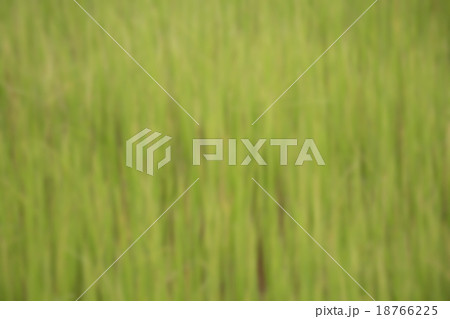 beautiful abstract green nature background beautiful abstract green nature background 18766225