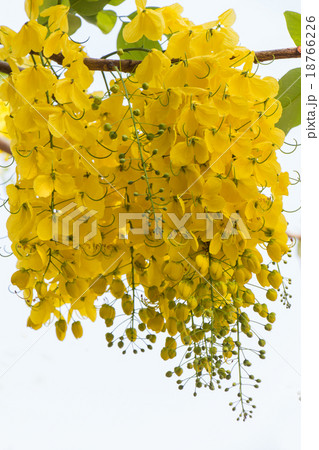 Beautiful golden shower flower 18766226