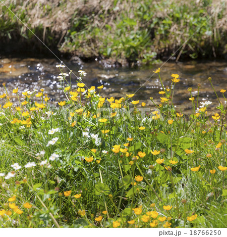 Pyrenean Wildflowers Pyrenean Wildflowers 18766250