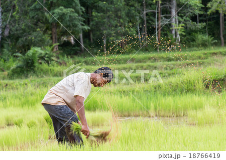Thailand farmers are preparing rice seedlings. 18766419