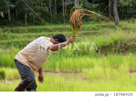 Thailand farmers are preparing rice seedlings. Thailand farmers are preparing rice seedlings. 18766420