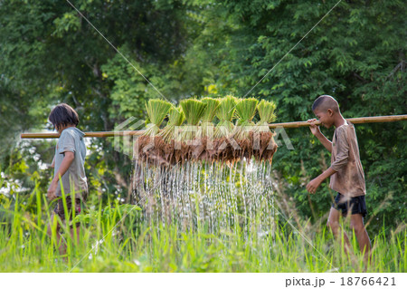 Thailand farmers are preparing rice seedlings. 18766421