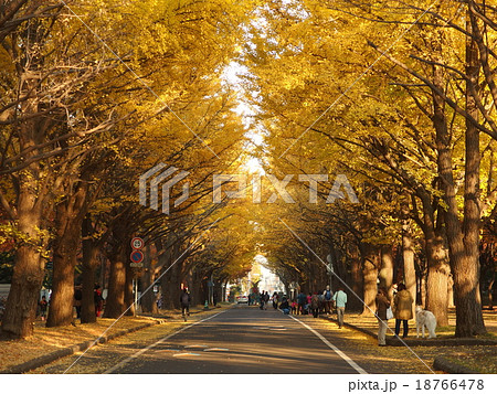 秋の北海道大学、イチョウ並木 18766478
